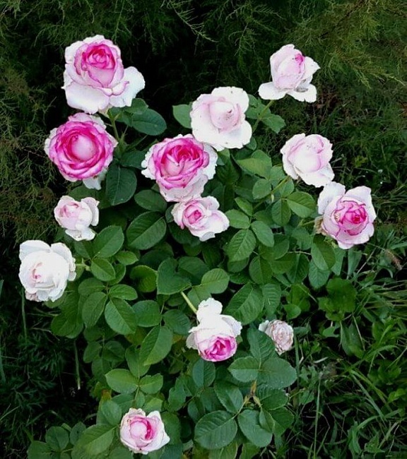 Роза чайно-гибридная Бидермейер Гарден 1 шт